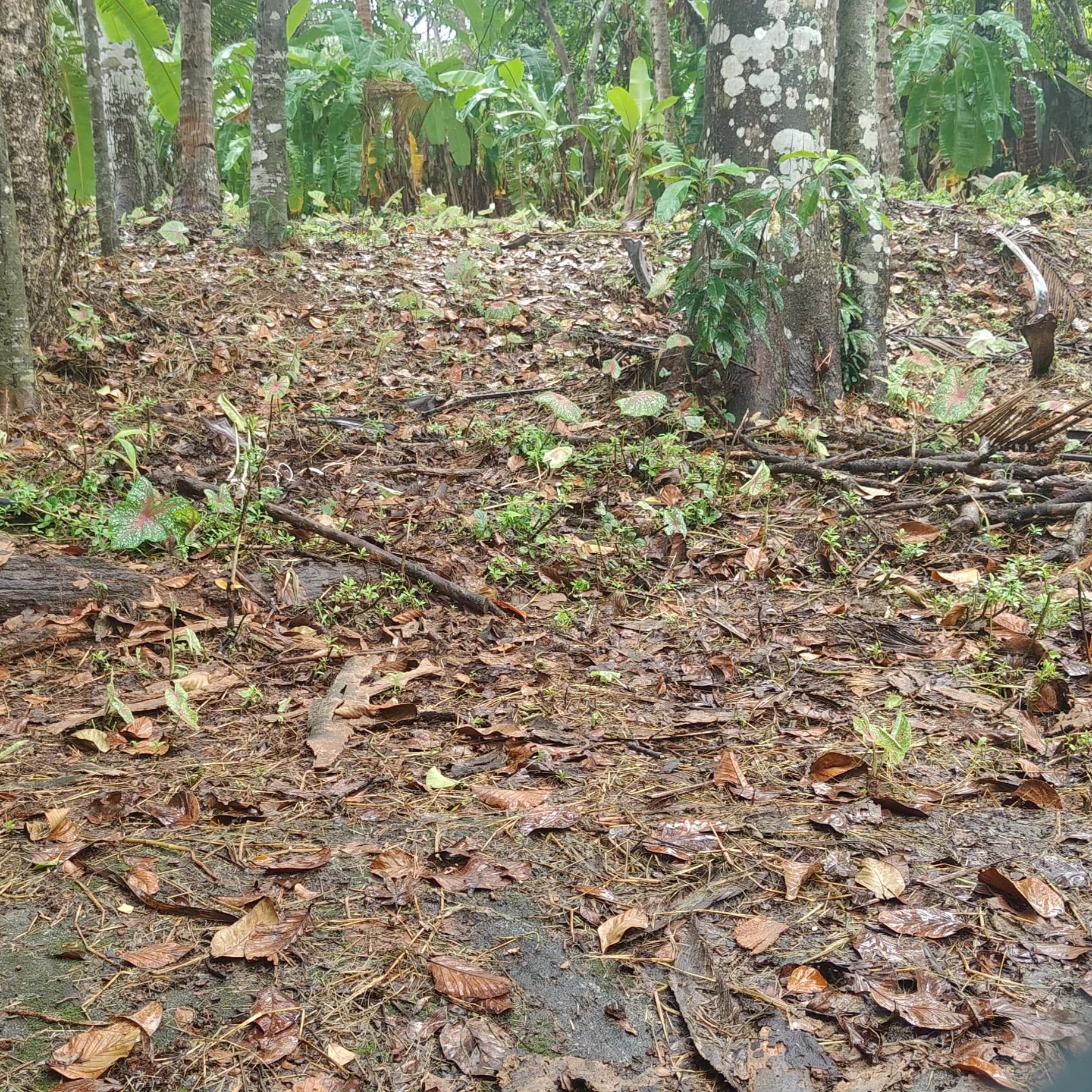 27.5 cents near Anchalummoodu Jn, Kollam