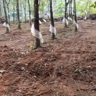 2.25 Acres Plot in bharanikkavu, Kollam